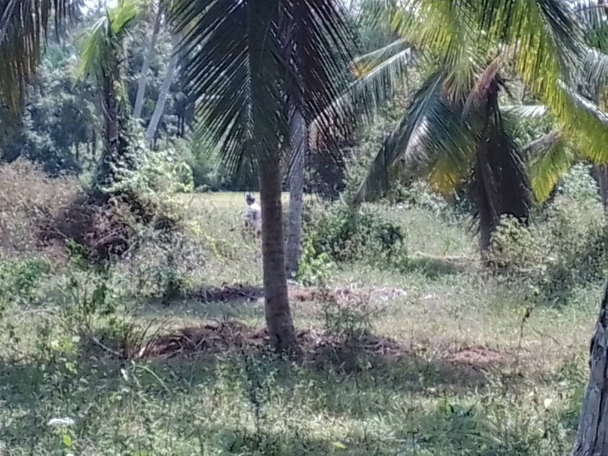 Agricultural Land for Sale in Pannala