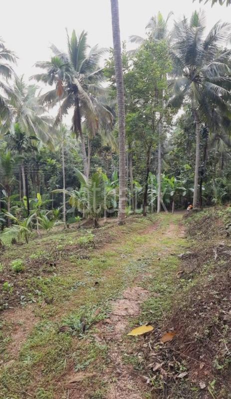 Agricultural Land for Sale in Kundasale