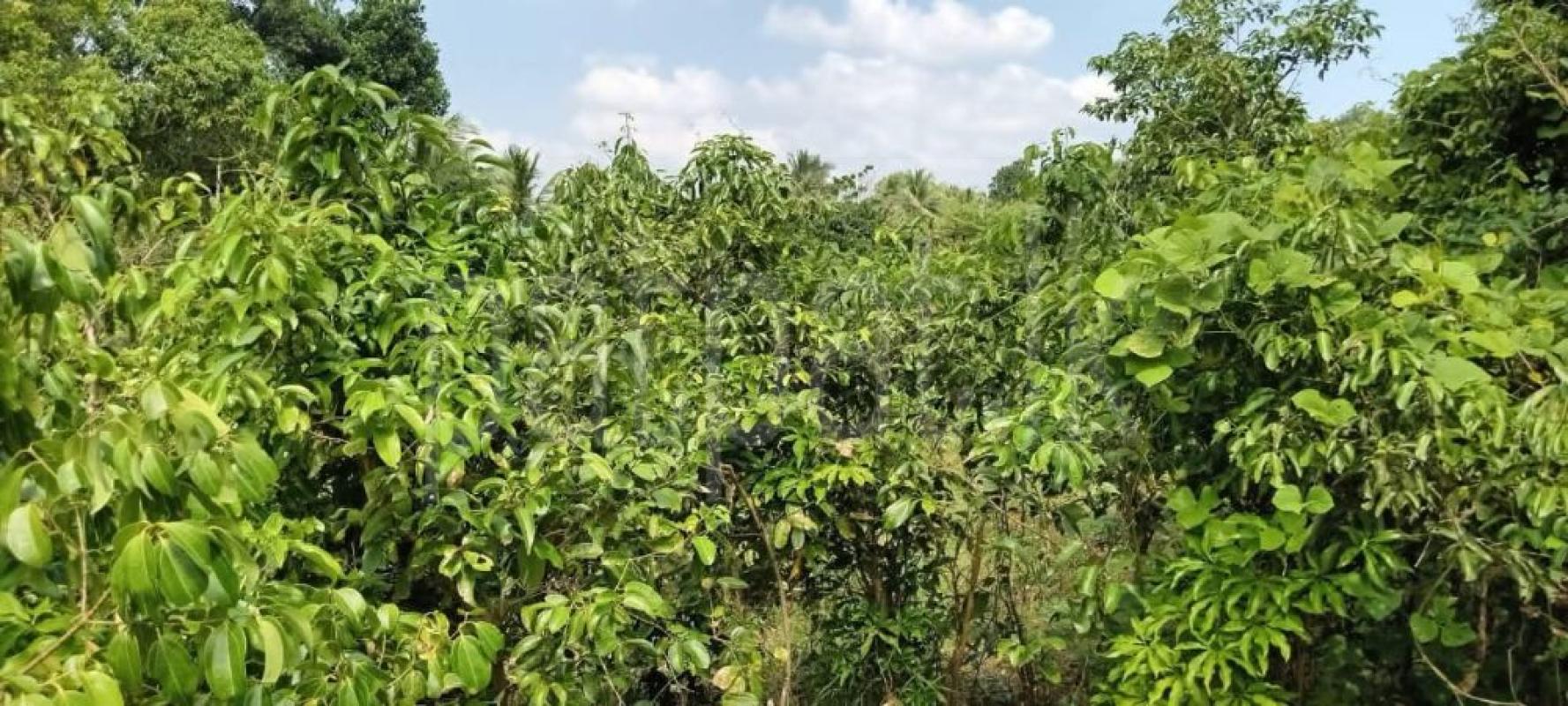 Residential Land for Sale in Horana