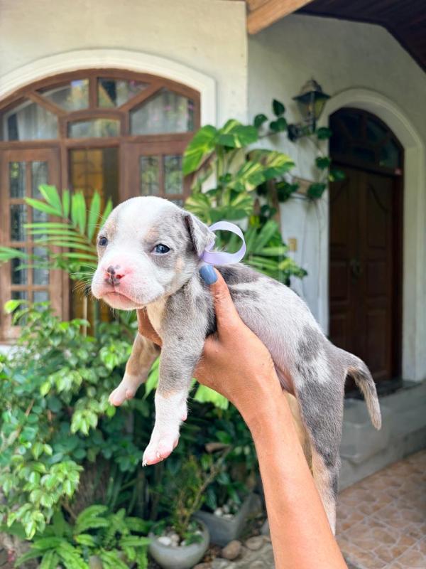 American bully puppies ads-image-1