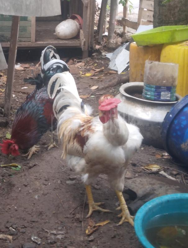 කුකුලන්