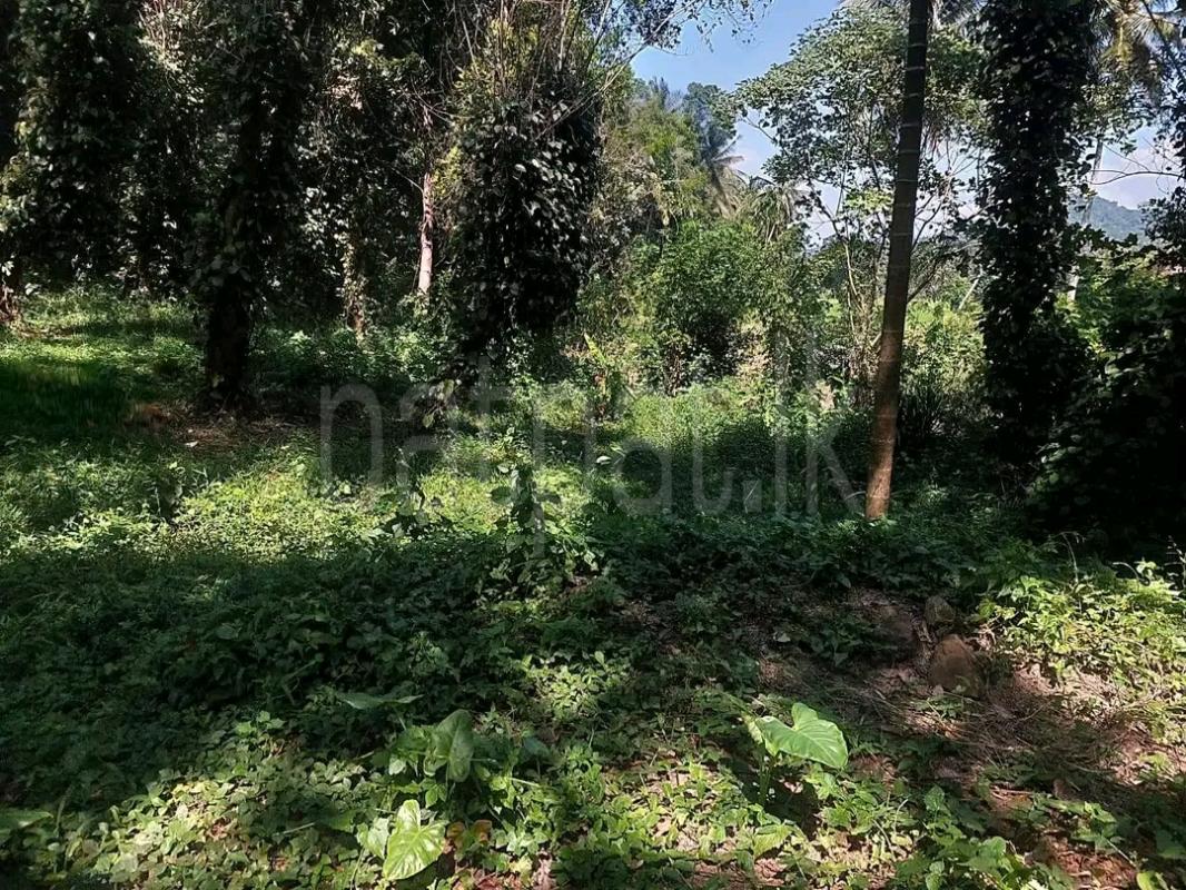 Agricultural Land for Sale in Alawwa