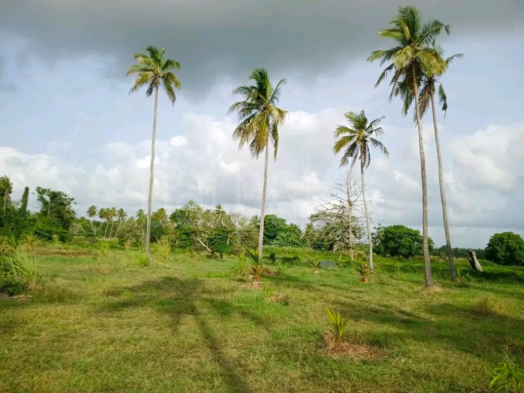 Agricultural Land for Sale in Maho