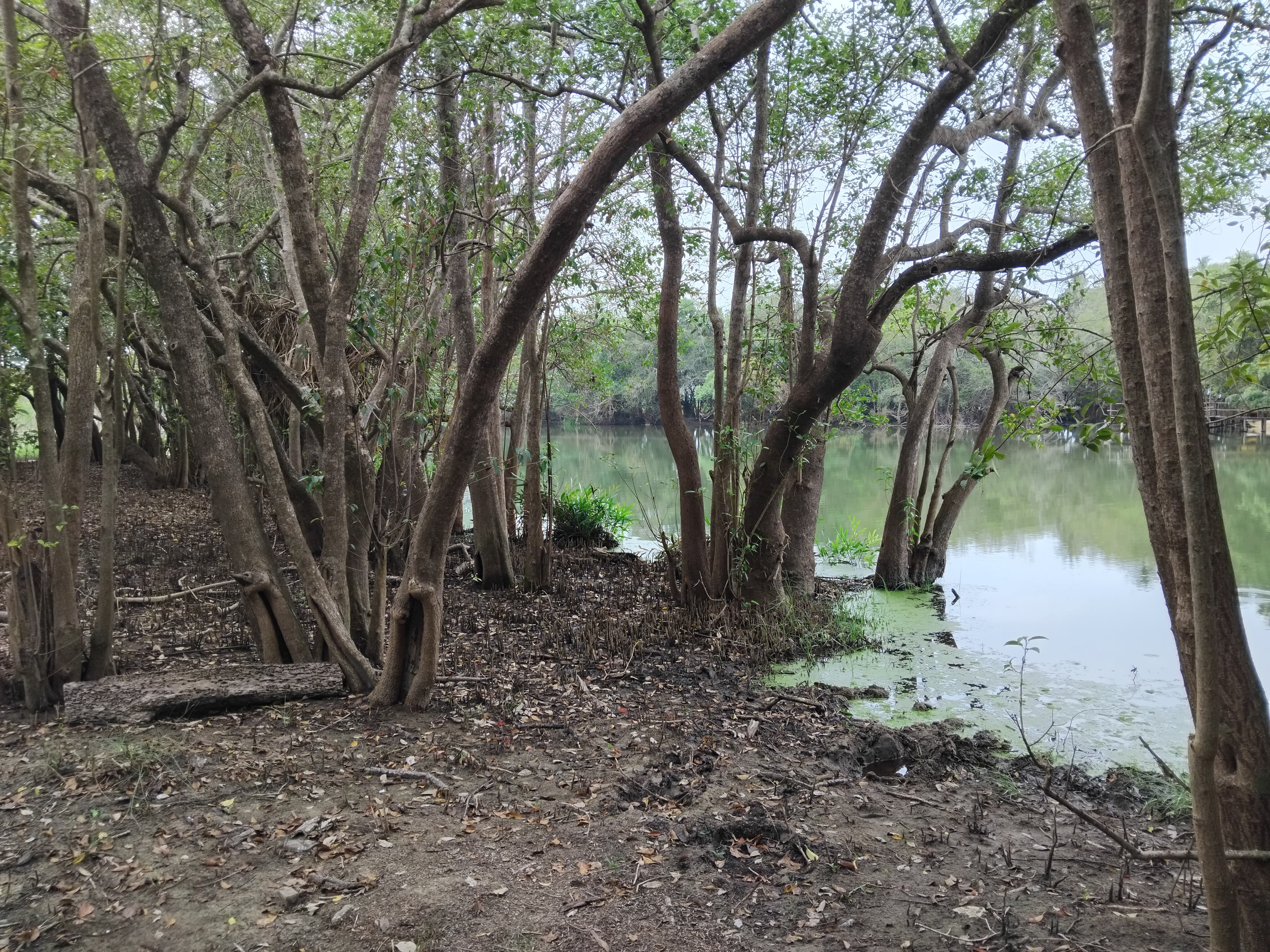 Commercial Land for Sale in Puttalam