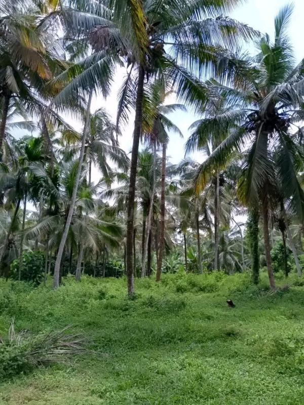 Agricultural Land for Sale in Mirigama