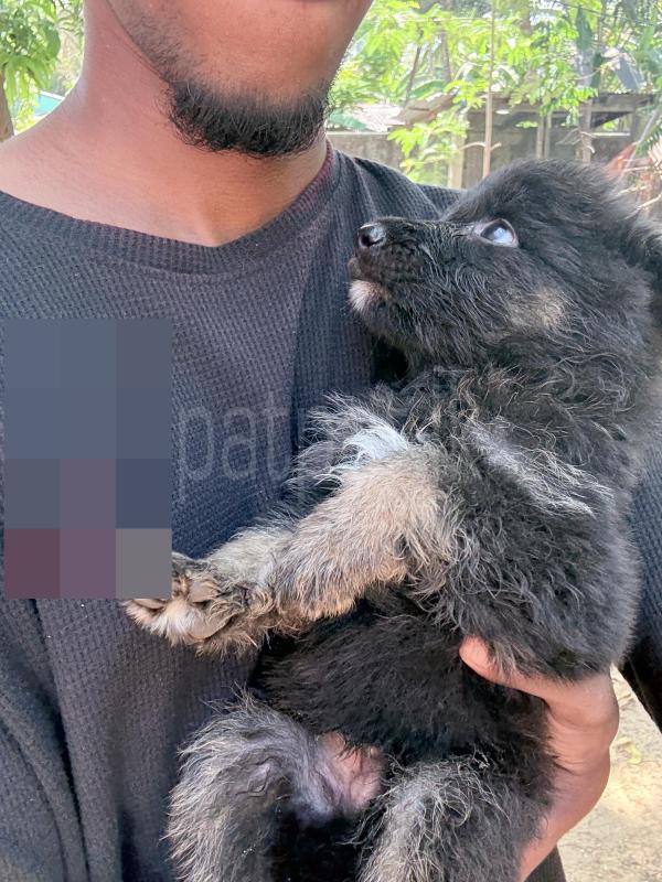 German Shepherd Long Coat Puppies