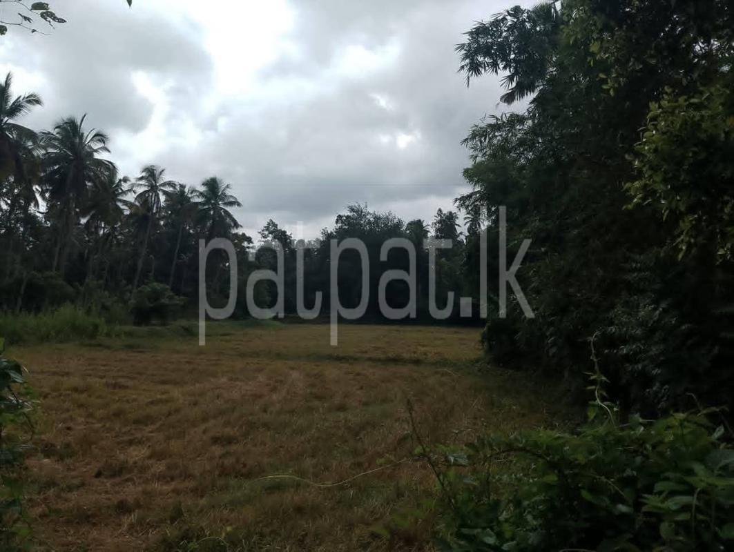 Agricultural Land for Sale in Divulapitiya
