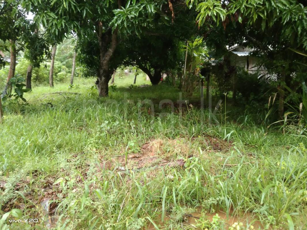 Residential Land for Sale in Mihintale ads-image-1