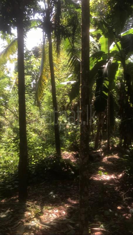 Commercial Land for Sale in Unawatuna