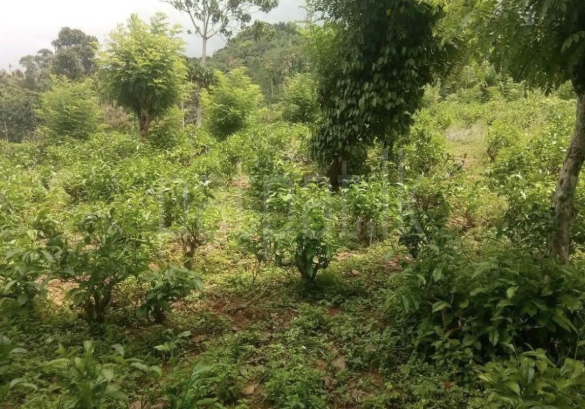 Commercial Land for Sale in Kundasale