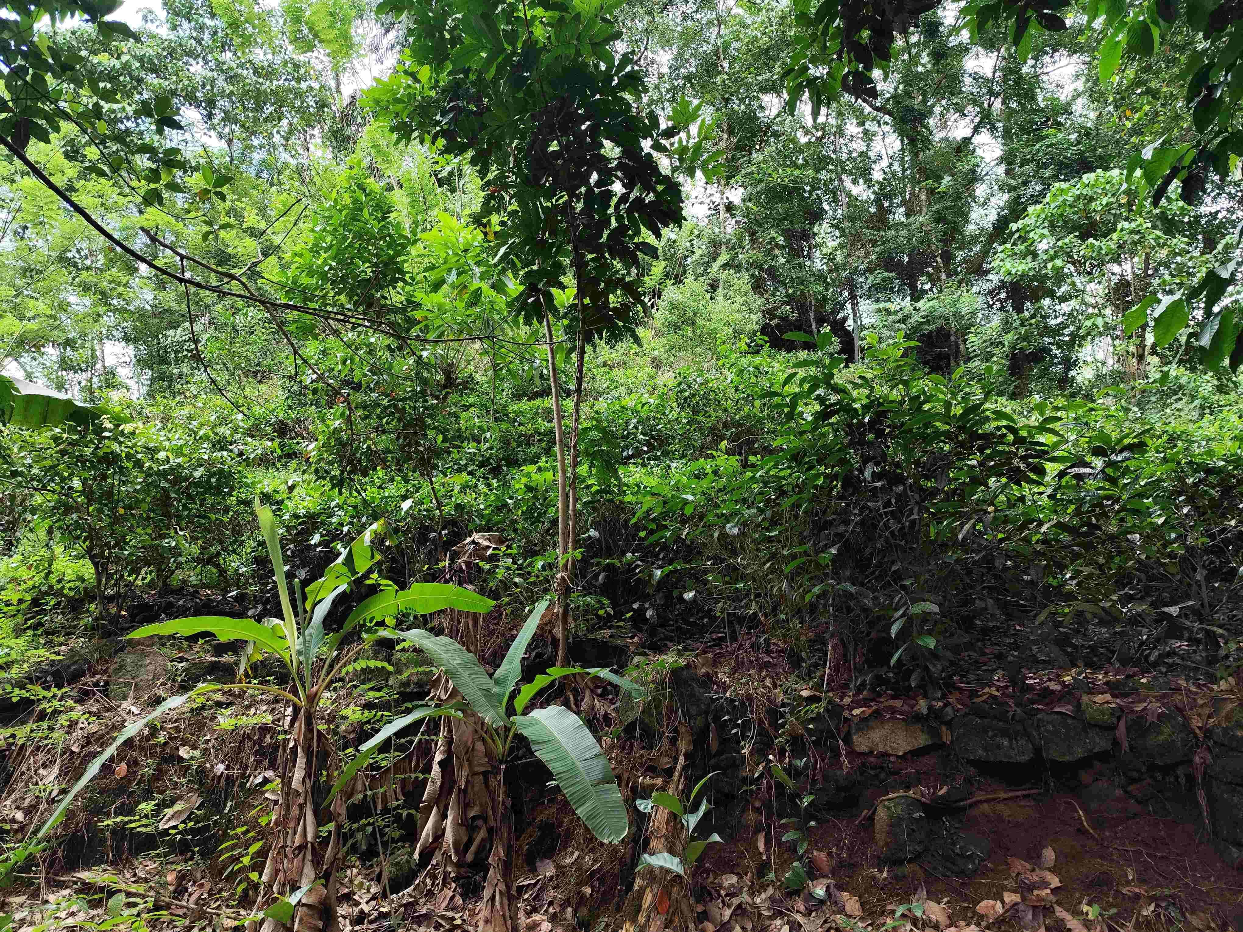 Agricultural Land for Sale in Elpitiya