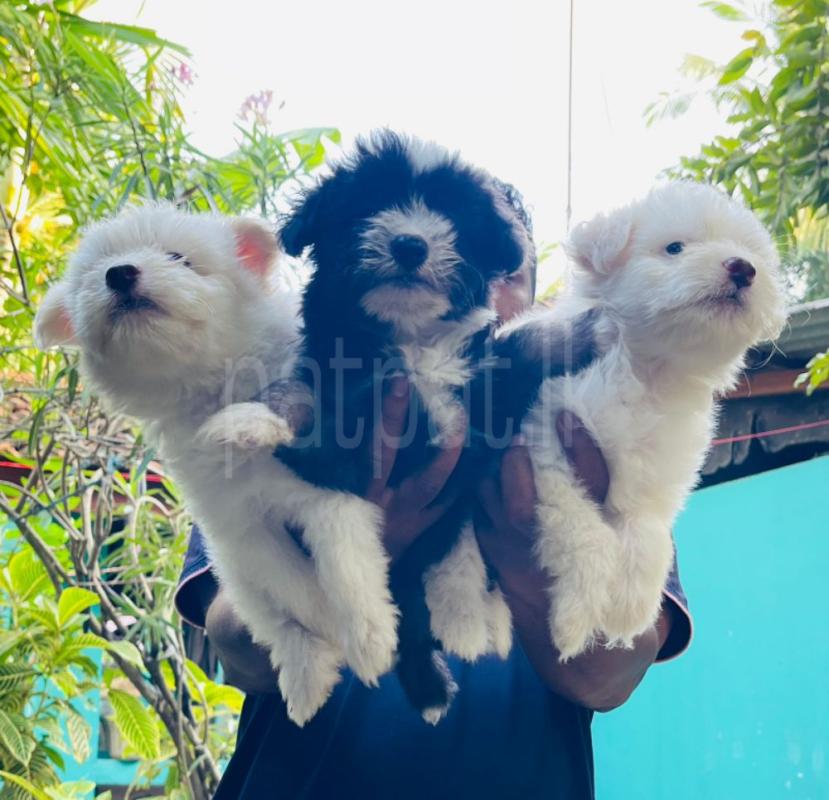 Terrier puppy's for sale ads-image-1