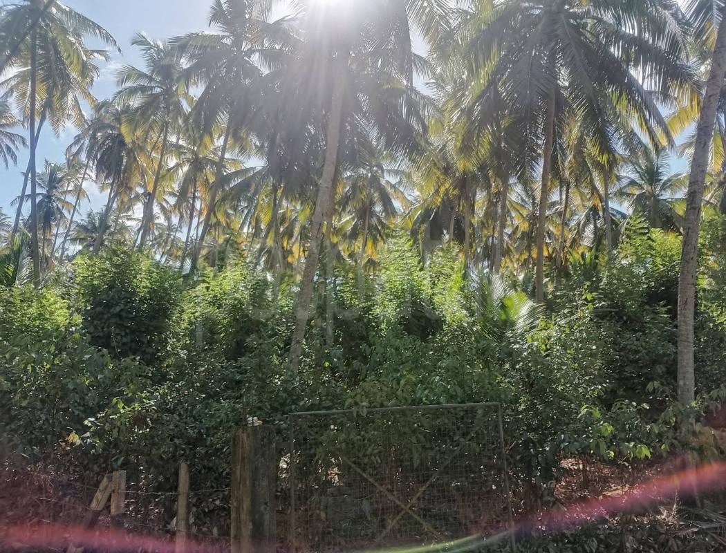 Agricultural Land for Sale in Matale