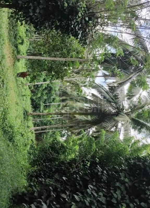 Agricultural Land for Sale in Badalgama