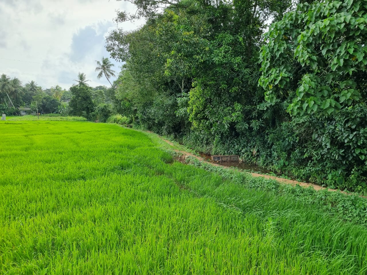 Residential Land for Sale in Kadawatha