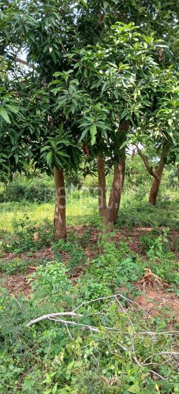 Residential Land for Sale in Kataragama