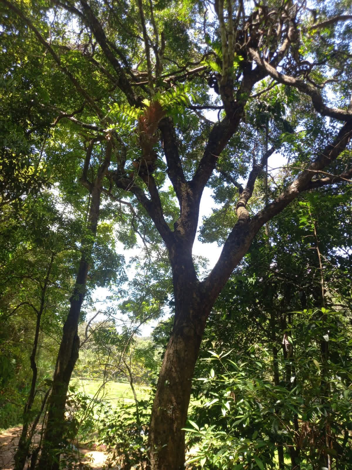 Agricultural Land for Sale in Belihuloya