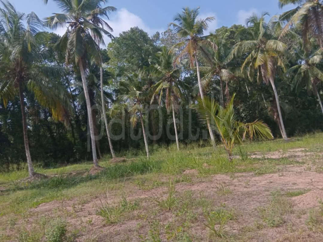 Commercial Land for Sale in Divulapitiya