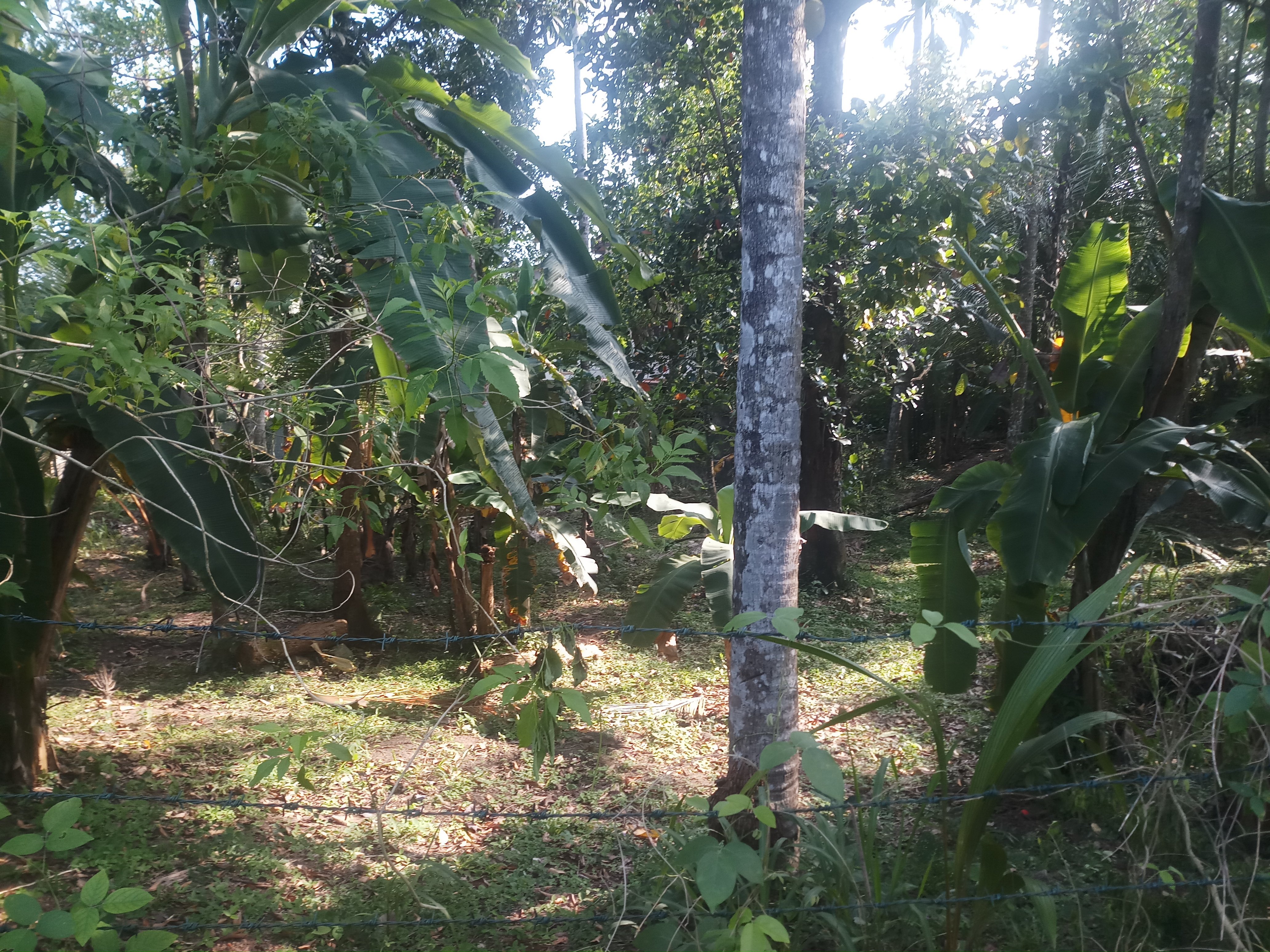 Residential Land for Sale in Yakkala