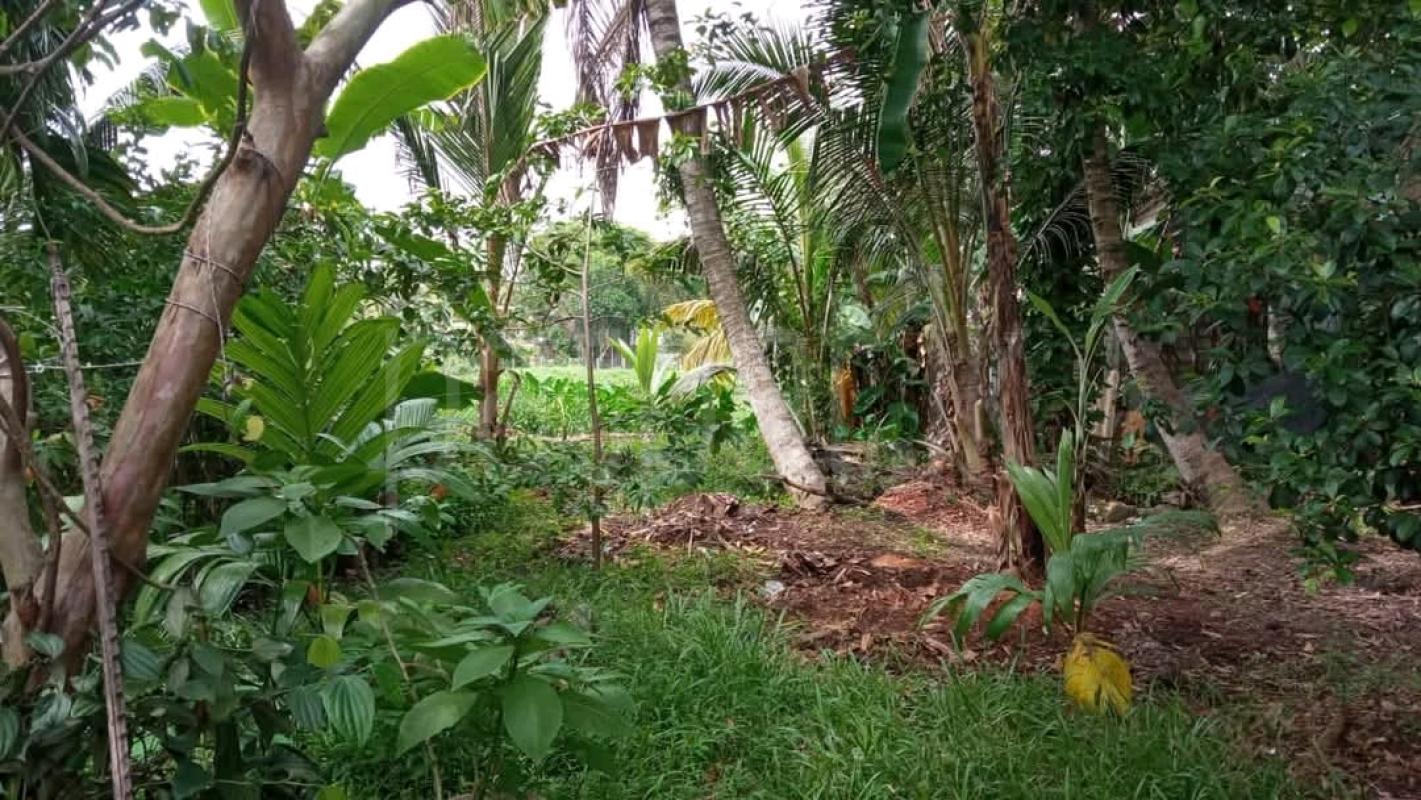 Agricultural Land for Sale in Ridigama ads-image-1