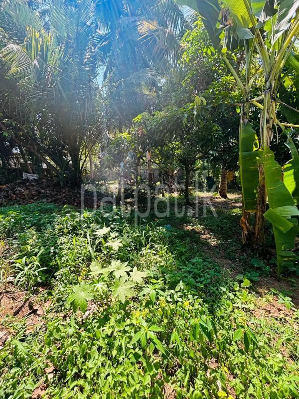 Agricultural Land for Sale in Mawathagama
