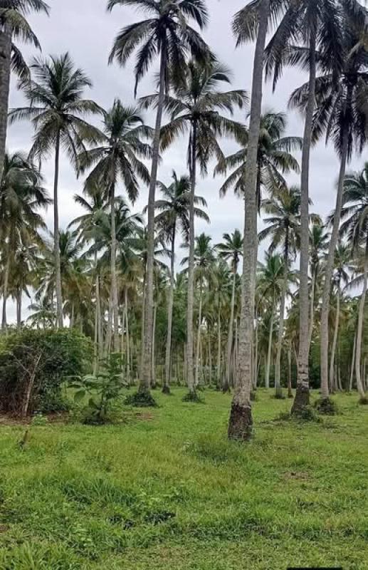 Agricultural Land for Sale in Kobeigane