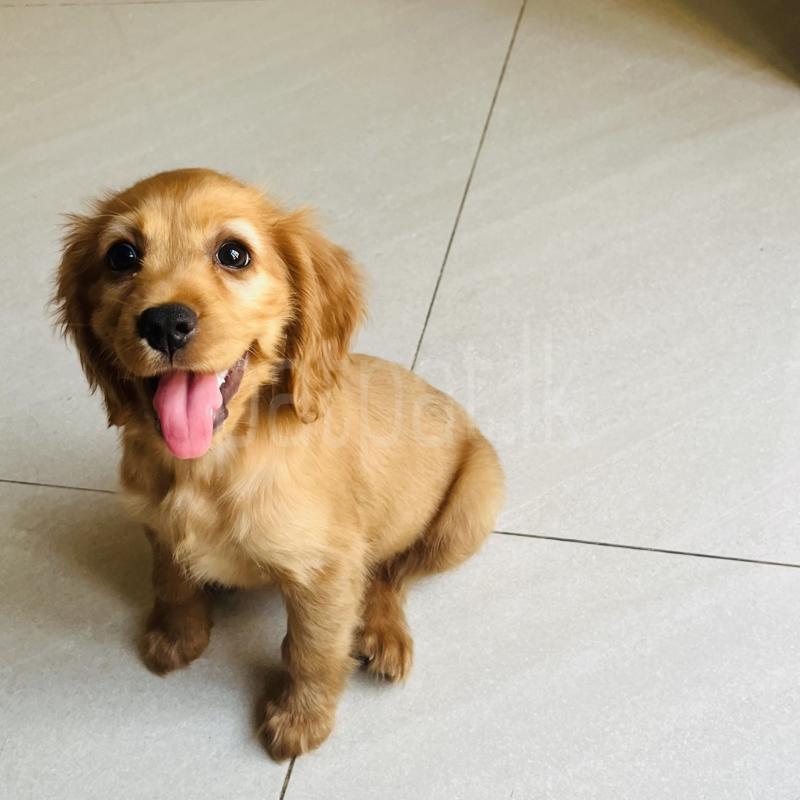 Cocker Spaniel Female