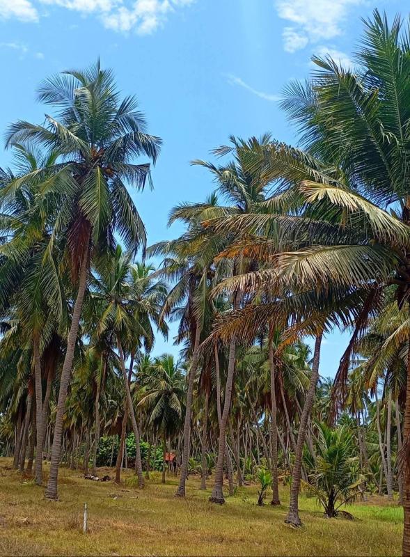 Commercial Land for Sale in Puttalam