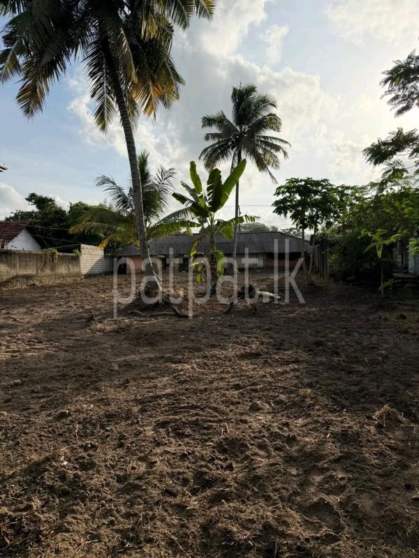 Residential Land for Sale in Benthara