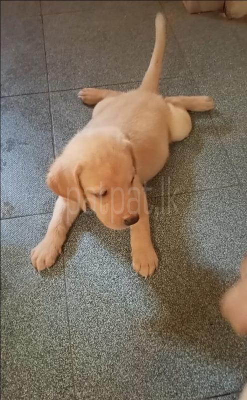 Labrador Puppies ads-image-1