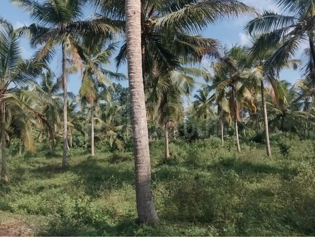 Agricultural Land for Sale in Gampaha