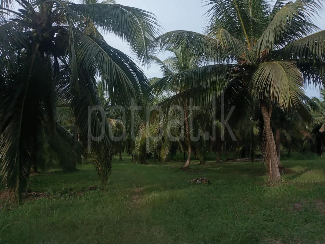 Agricultural Land for Sale in Puttalam