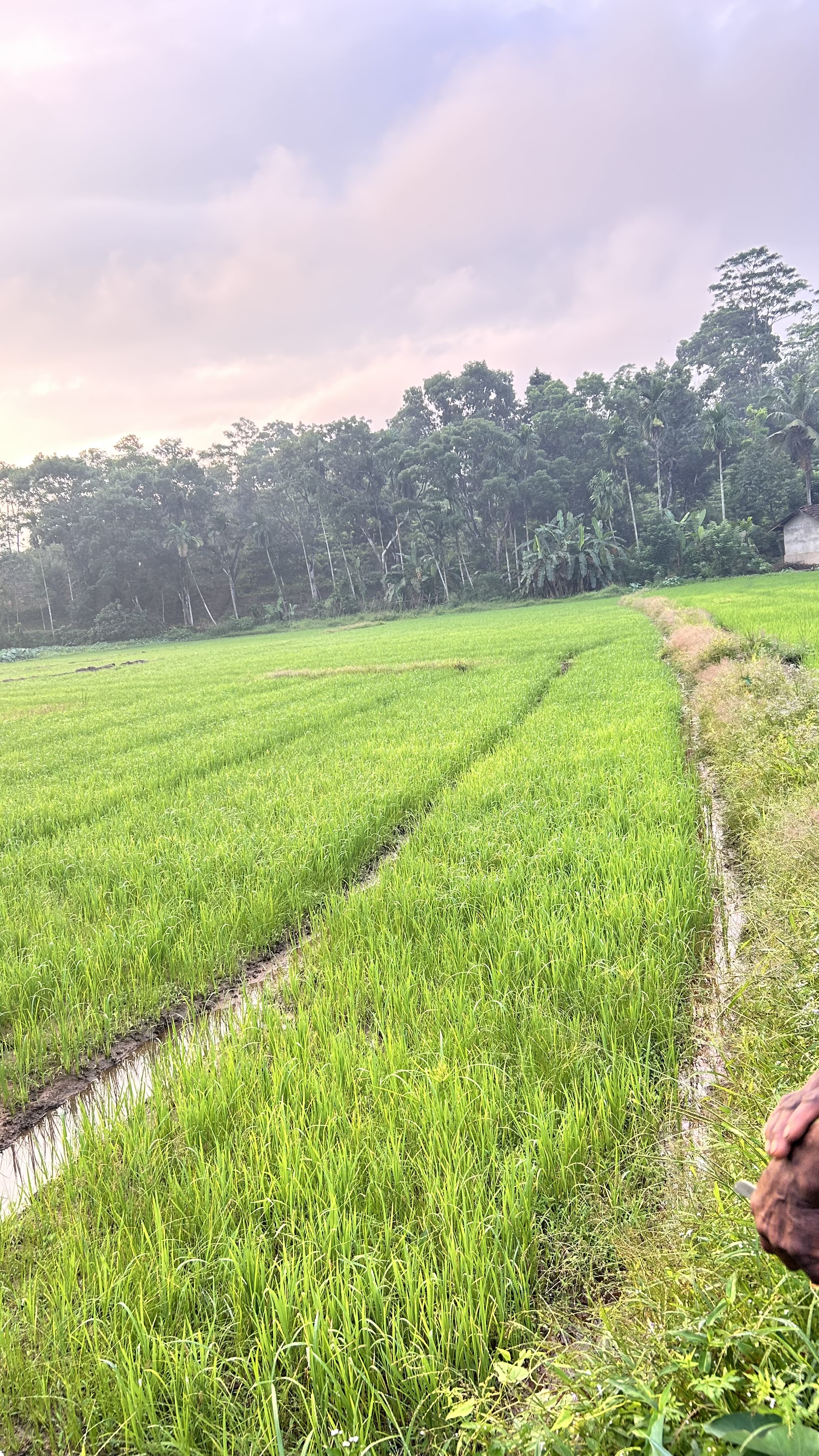 Agricultural Land for Sale in Bulathsinhala