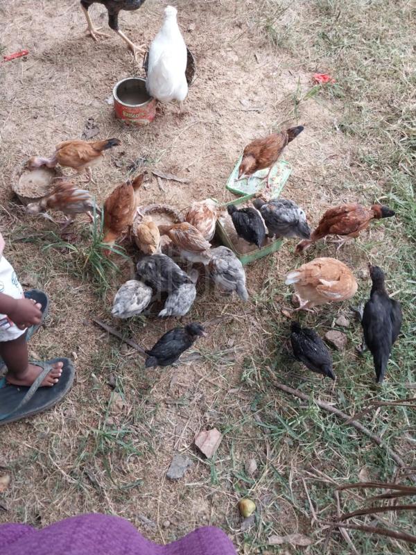 Advertisement image 6