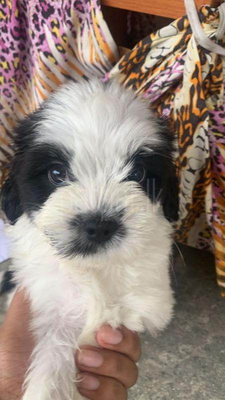 Advertisement image 3