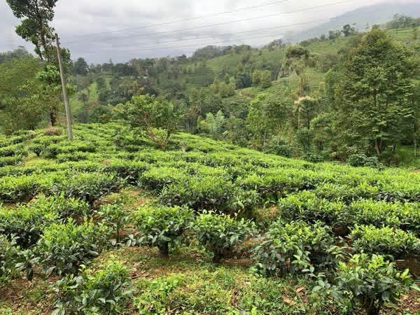 Agricultural Land for Sale in Dolosbage