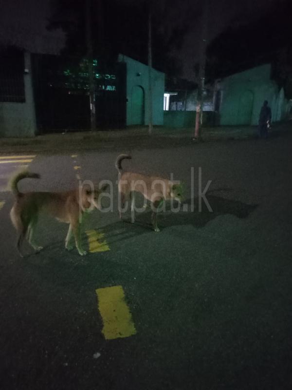 2 female alsation cross dogs given free. ads-image-1