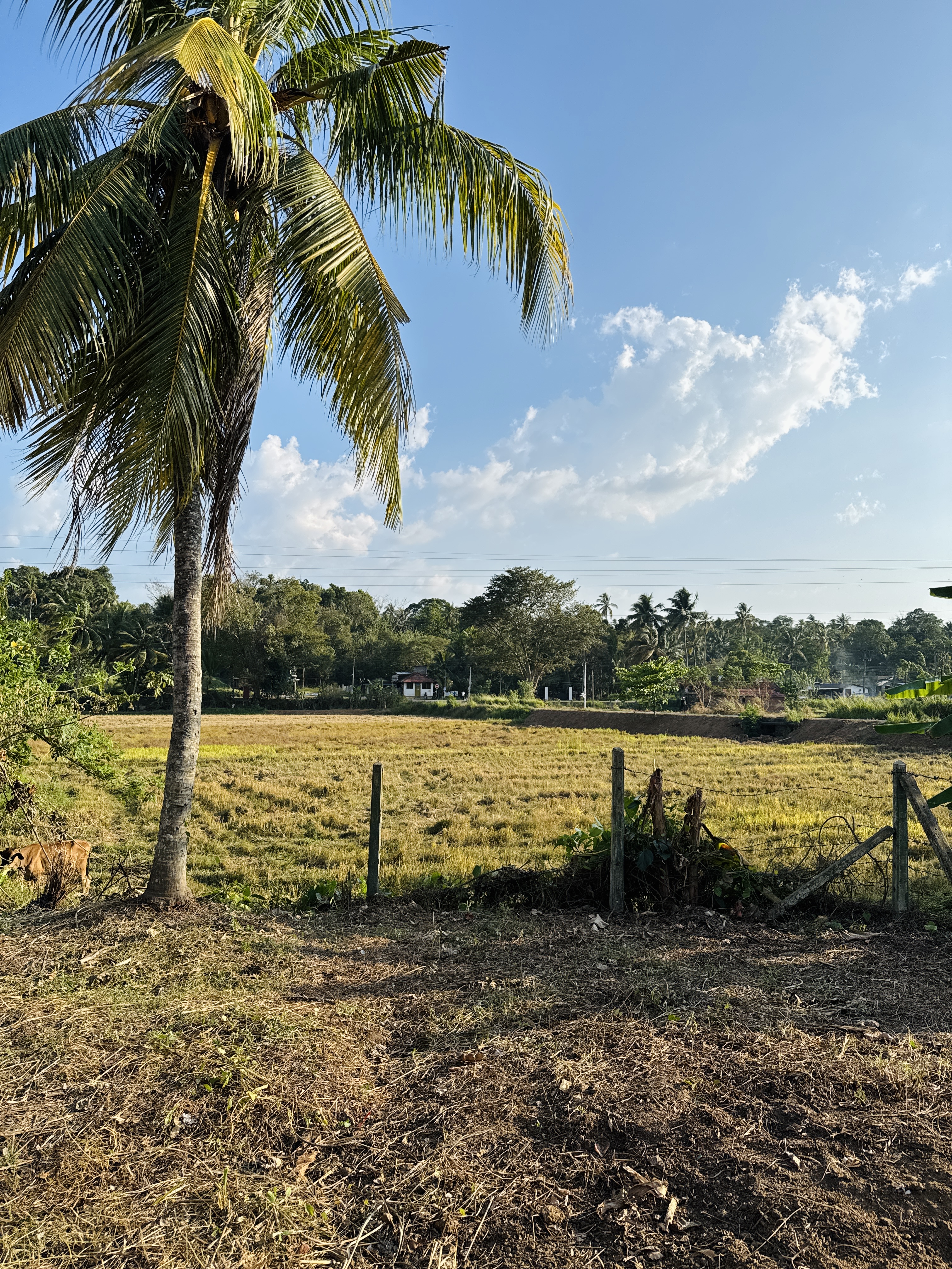 Residential Land for Sale in Giriulla