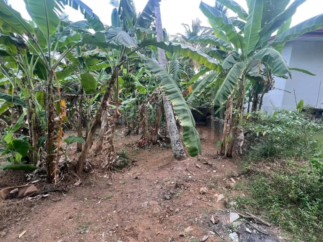 Agricultural Land for Sale in Ridigama ads-image-1