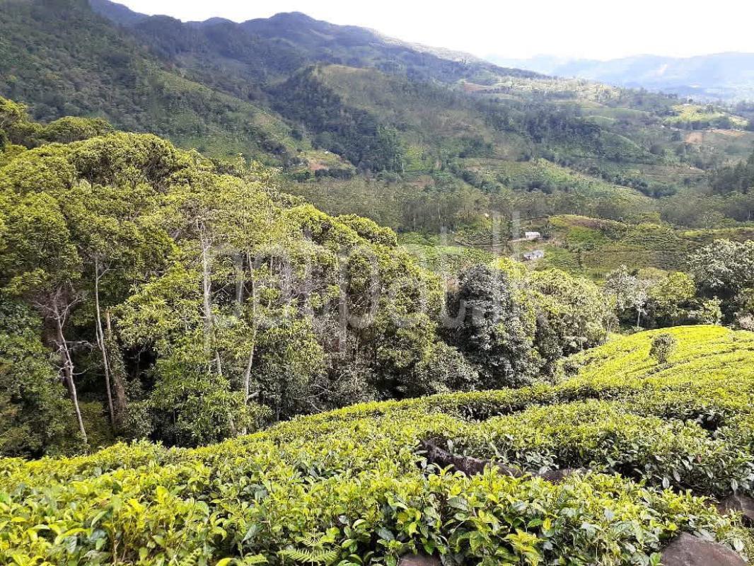 Agricultural Land for Sale in Deniyaya