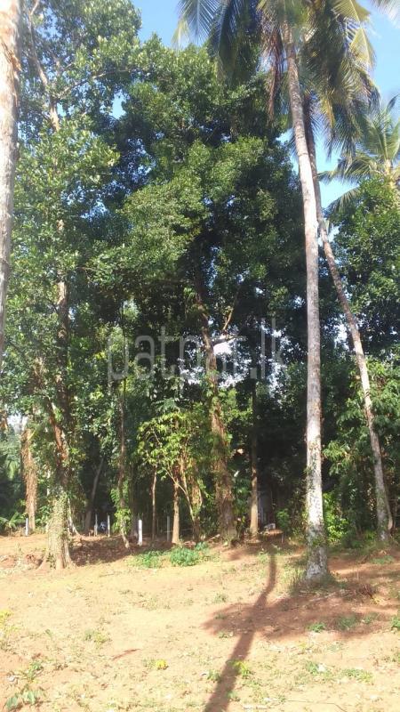 Residential Land for Sale in Minuwangoda ads-image-1
