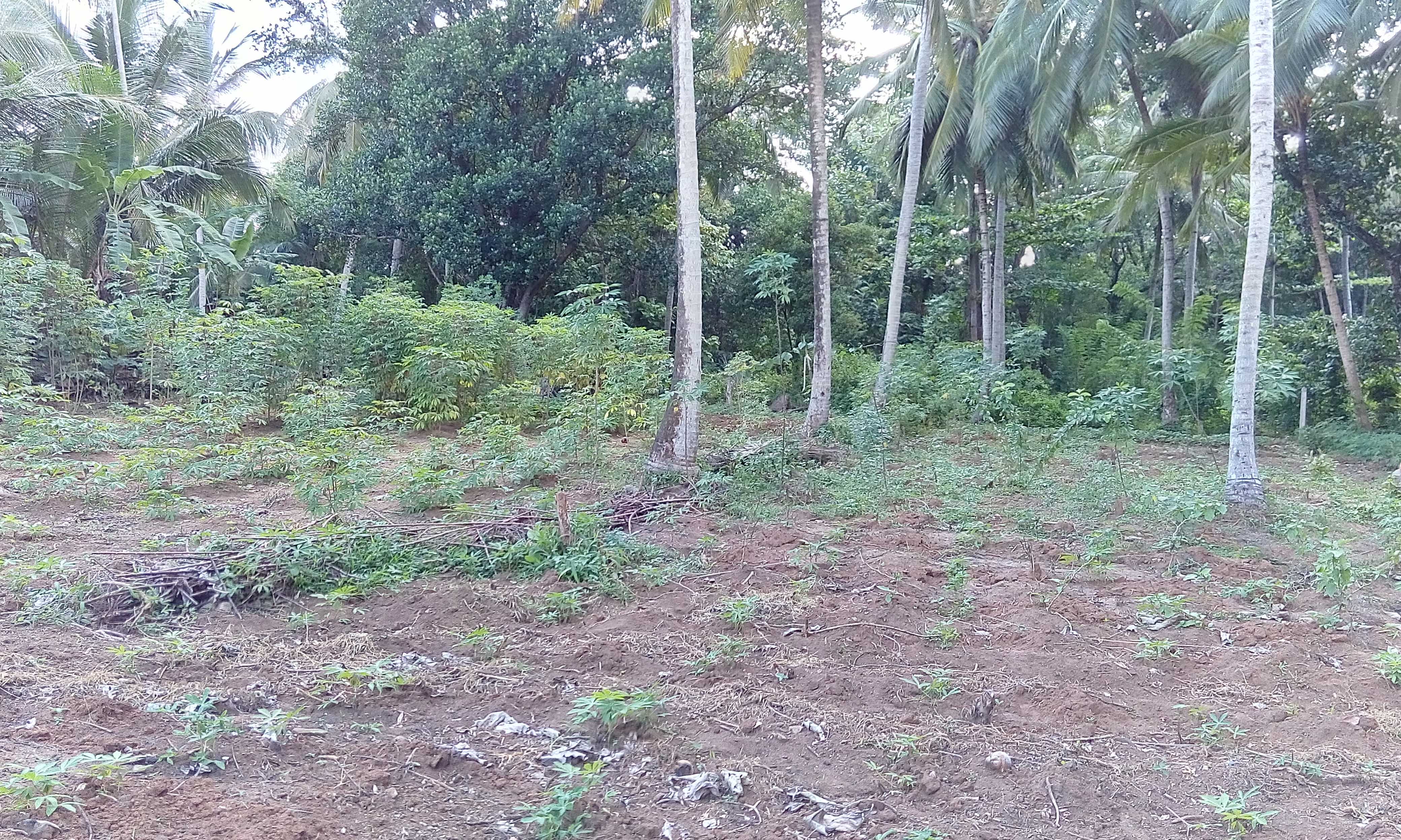 Agricultural Land for Sale in Kurunegala ads-image-1