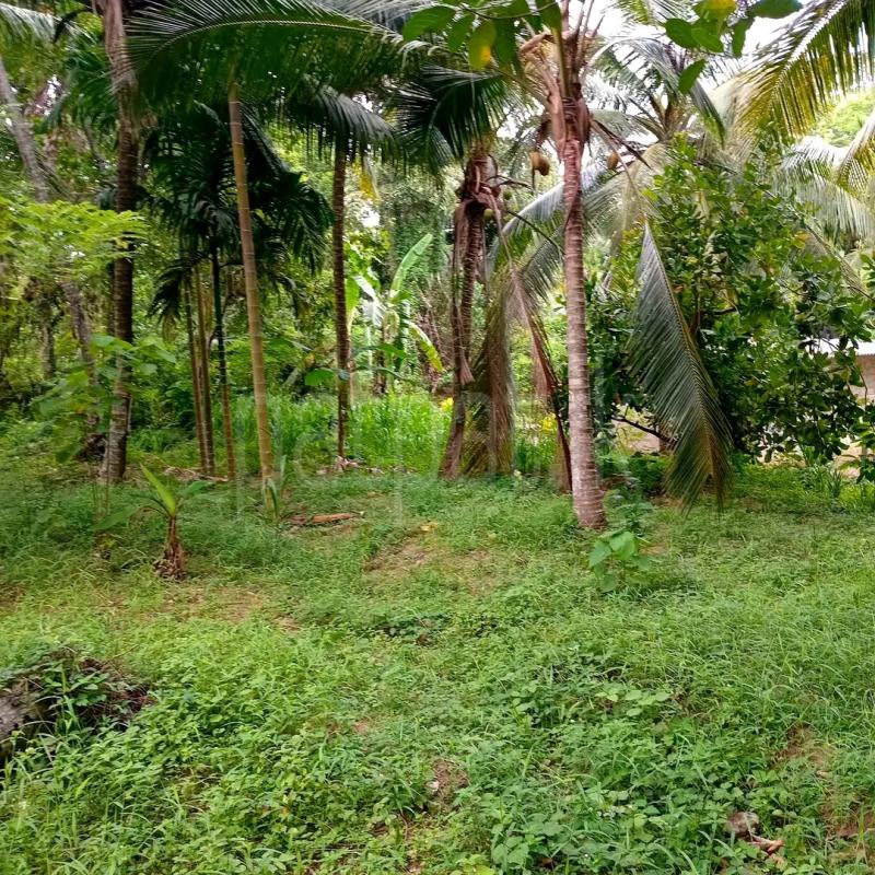 Agricultural Land for Sale in Ridigama
