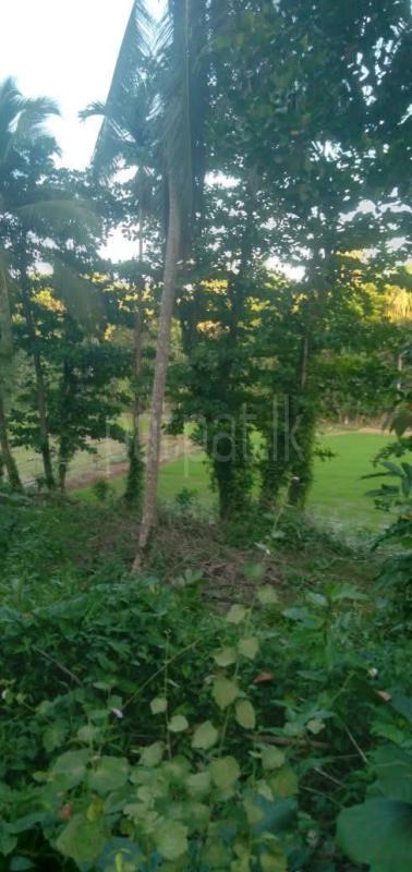 Agricultural Land for Sale in Veyangoda ads-image-1