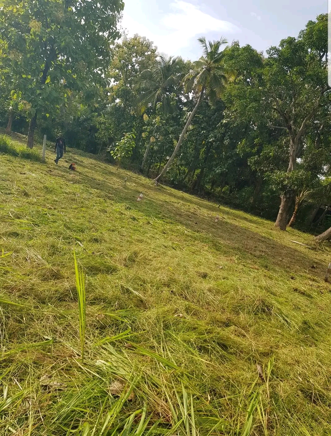Agricultural Land for Sale in Mawathagama