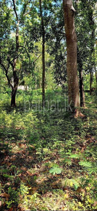 Residential Land for Sale in Sella Kataragama