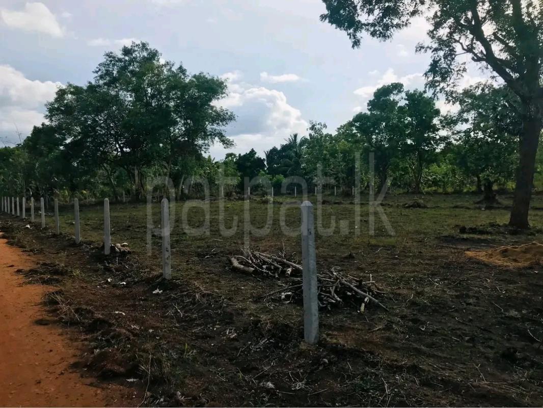 Agricultural Land for Sale in Kekirawa
