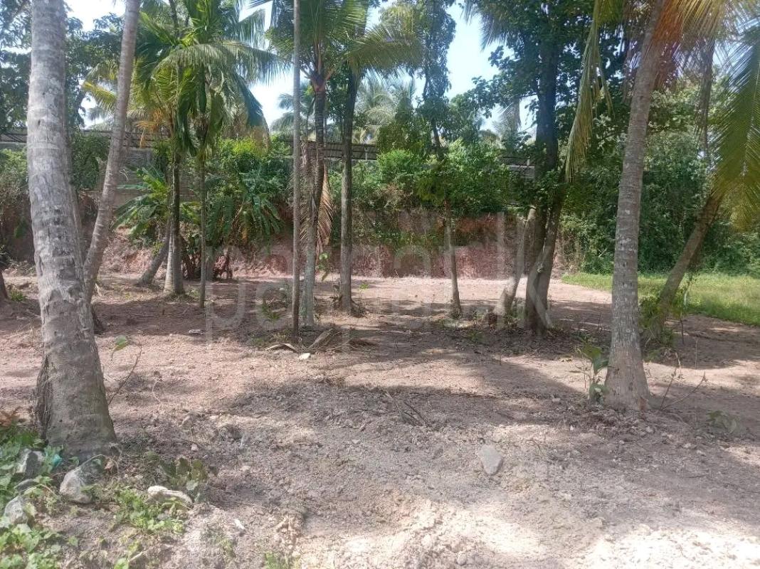 Agricultural Land for Sale in Veyangoda ads-image-1
