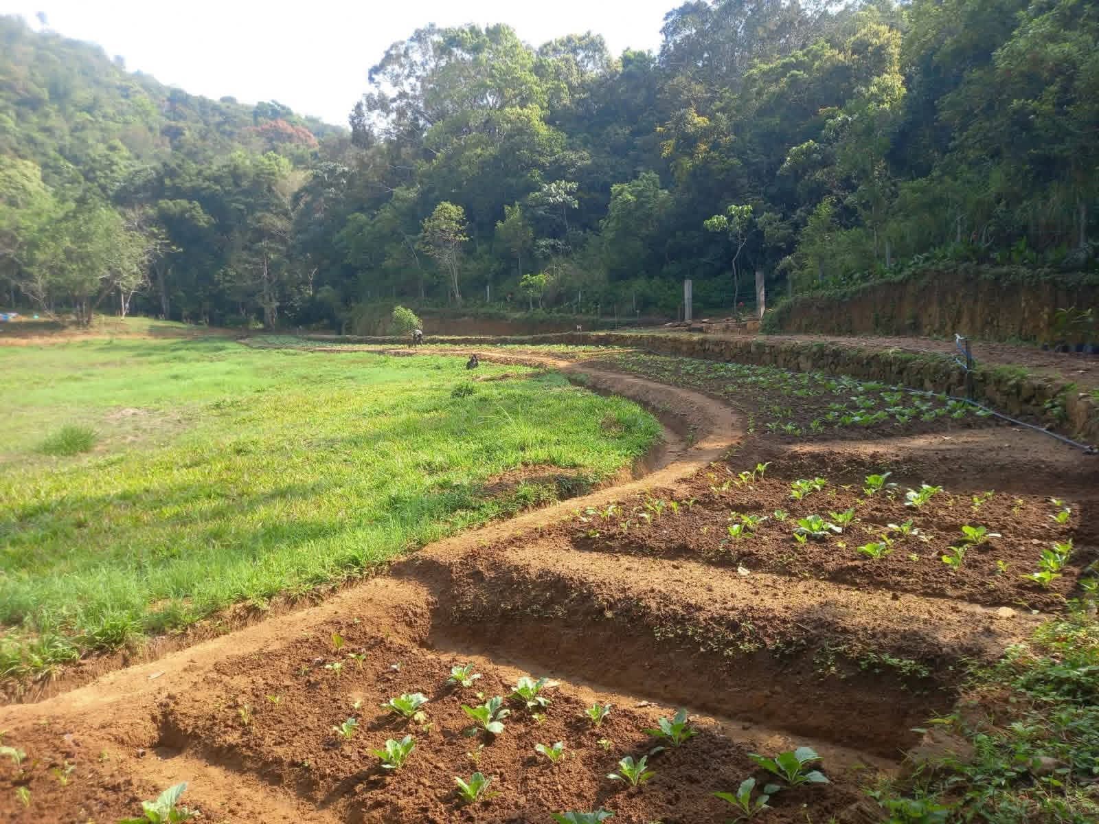 Agricultural Land for Sale in Belihuloya