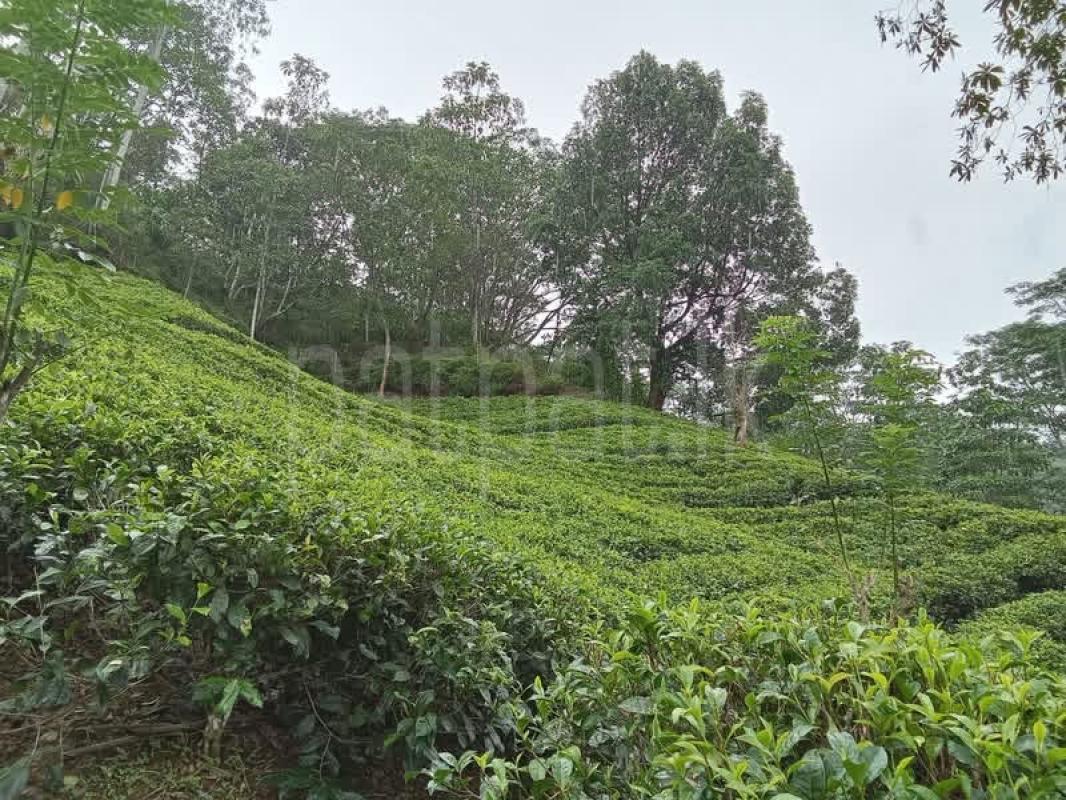 Agricultural Land for Sale in Deniyaya